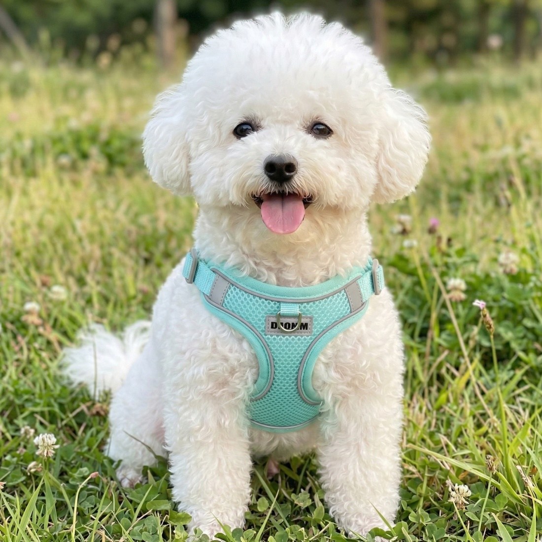 디아쿠아 야광 빛반사 메쉬 강아지 하네스 리드줄 세트 8,900원