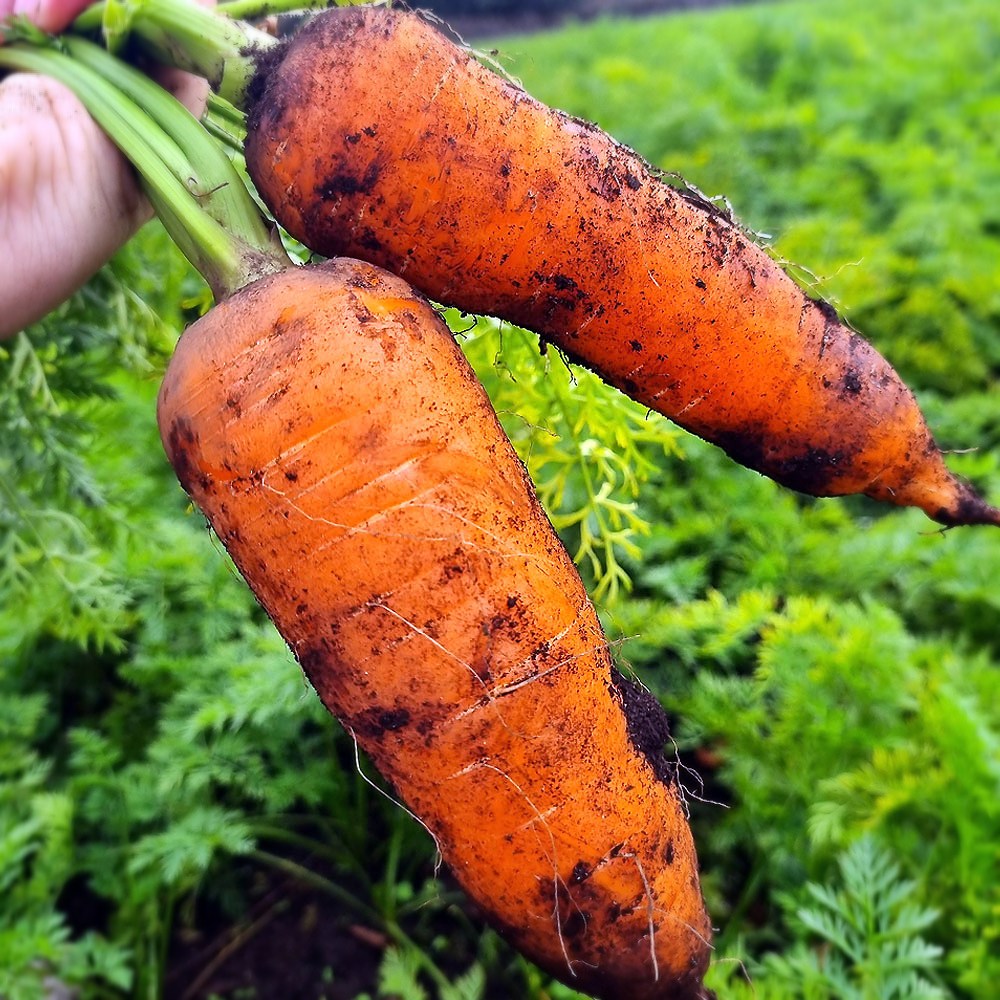 청년농부 제주당근 구좌 산지직송, 1개, 10kg(특상) 23,900원