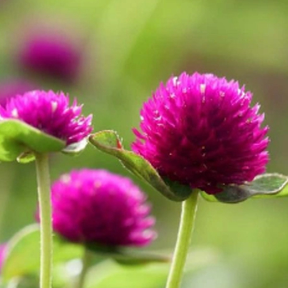 천일홍 5색상 씨앗 선택구매, 1개 30,000원