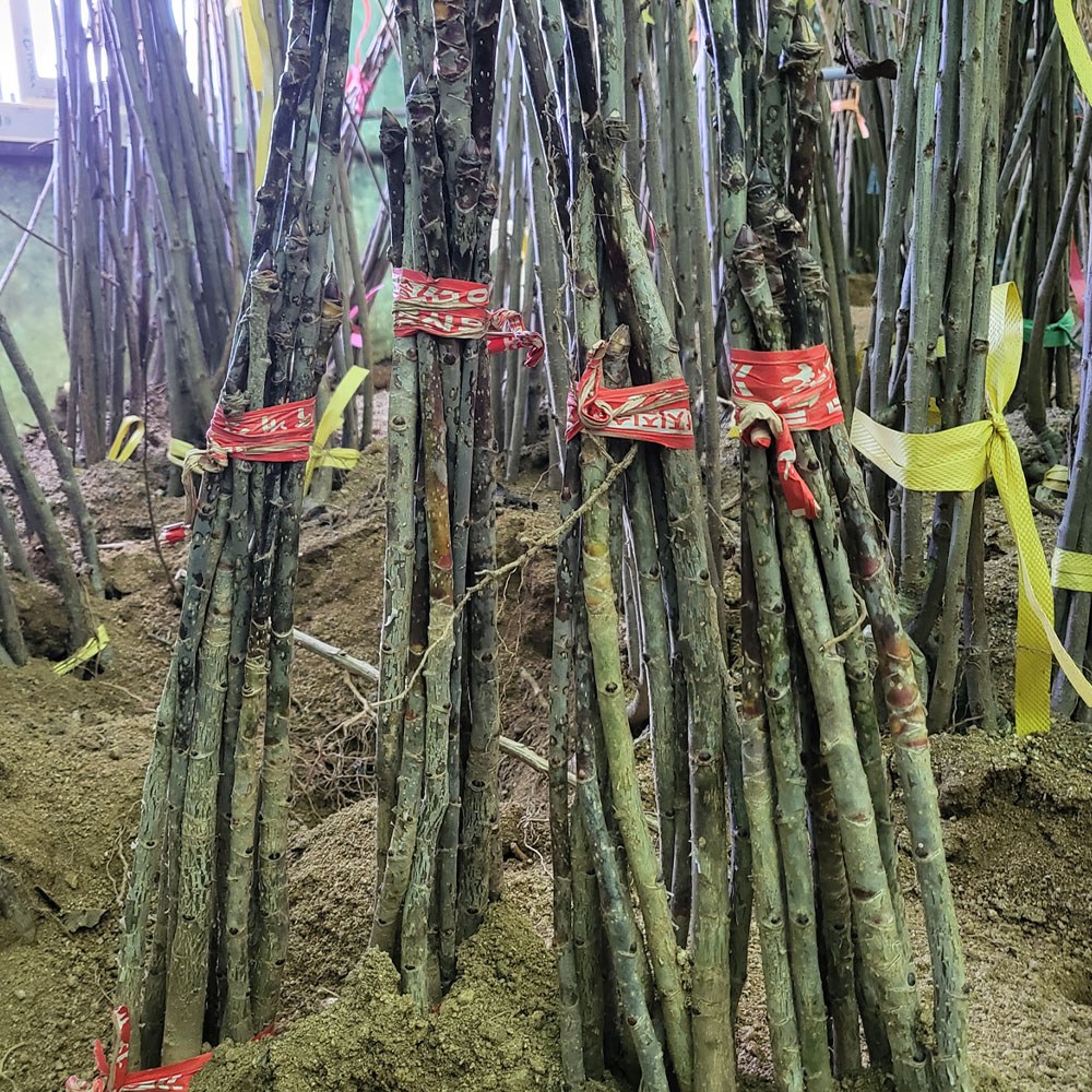 [경북농원]가시있는 음나무 / 민음나무 가시없는 엄나무 / 개두릅묘목, 민엄나무 20~30cm, 1개 4,500원