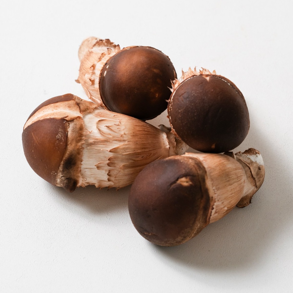 무농약/GAP인증 참송이버섯 가정용500g 1kg 2kg 4kg 건강한 밥상, 향긋한 자연 42,000원