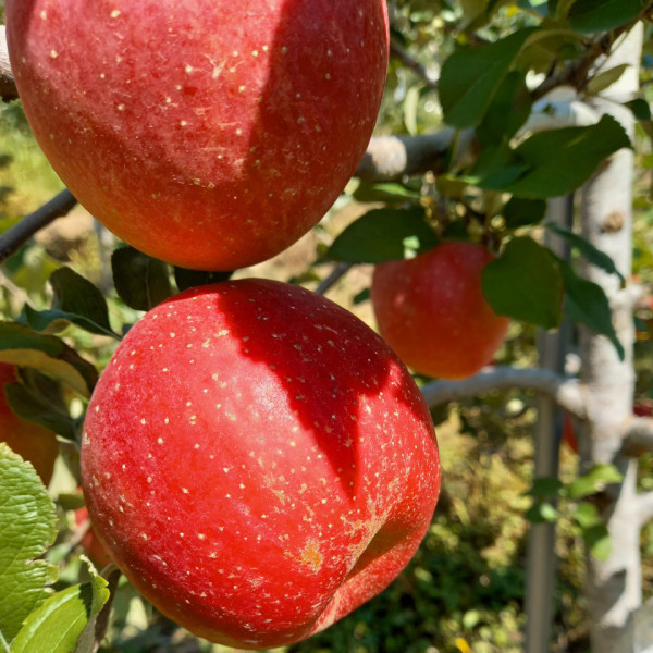 경북 의성 부사사과 프리미엄 꿀당도 89,900원