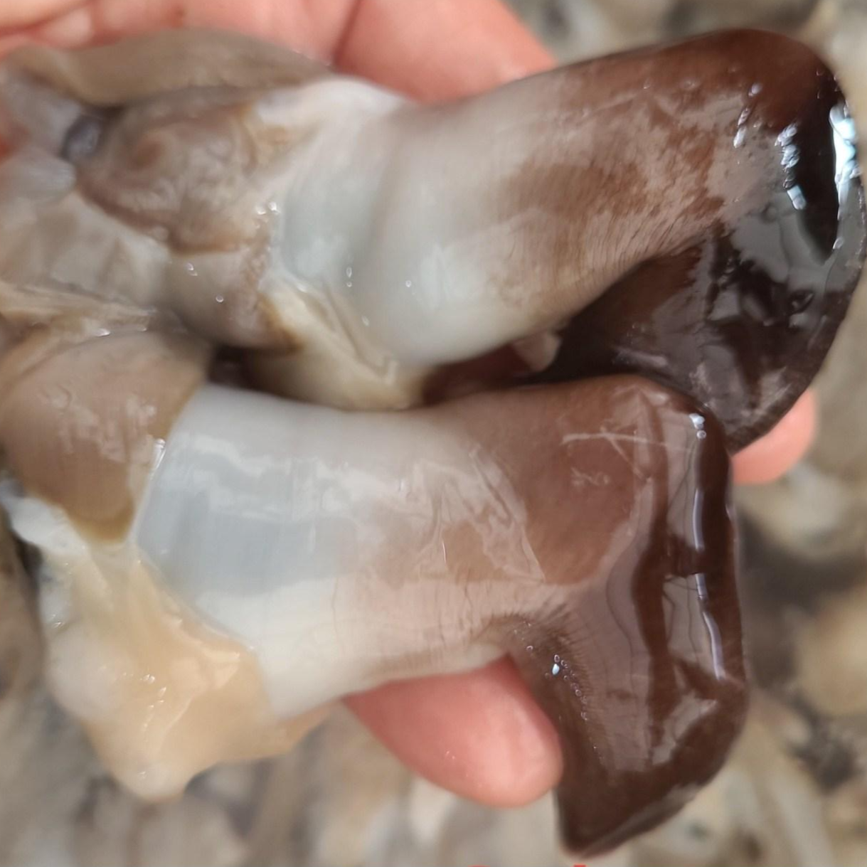 몽땅농수산 여수 자연산 손질 새조개 200g 1kg 1킬로 국산 샤브샤브용 횟감 42,900원