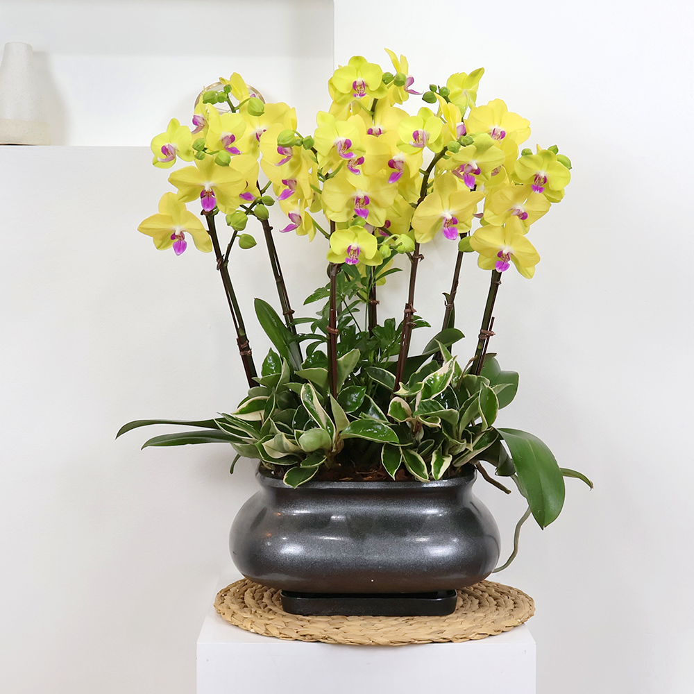 에코플라워 서양란 (옹기 골드킹 28x60) 수도권배송 사진전송 승진 영전 인사이동 진급 취임 개업 당일배송 h-0501, 1개 104,500원