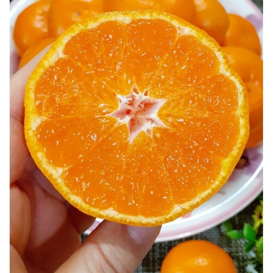 새콤달콤한!! 제주 직송  감귤 (5kg 노지감귤) 99,000원