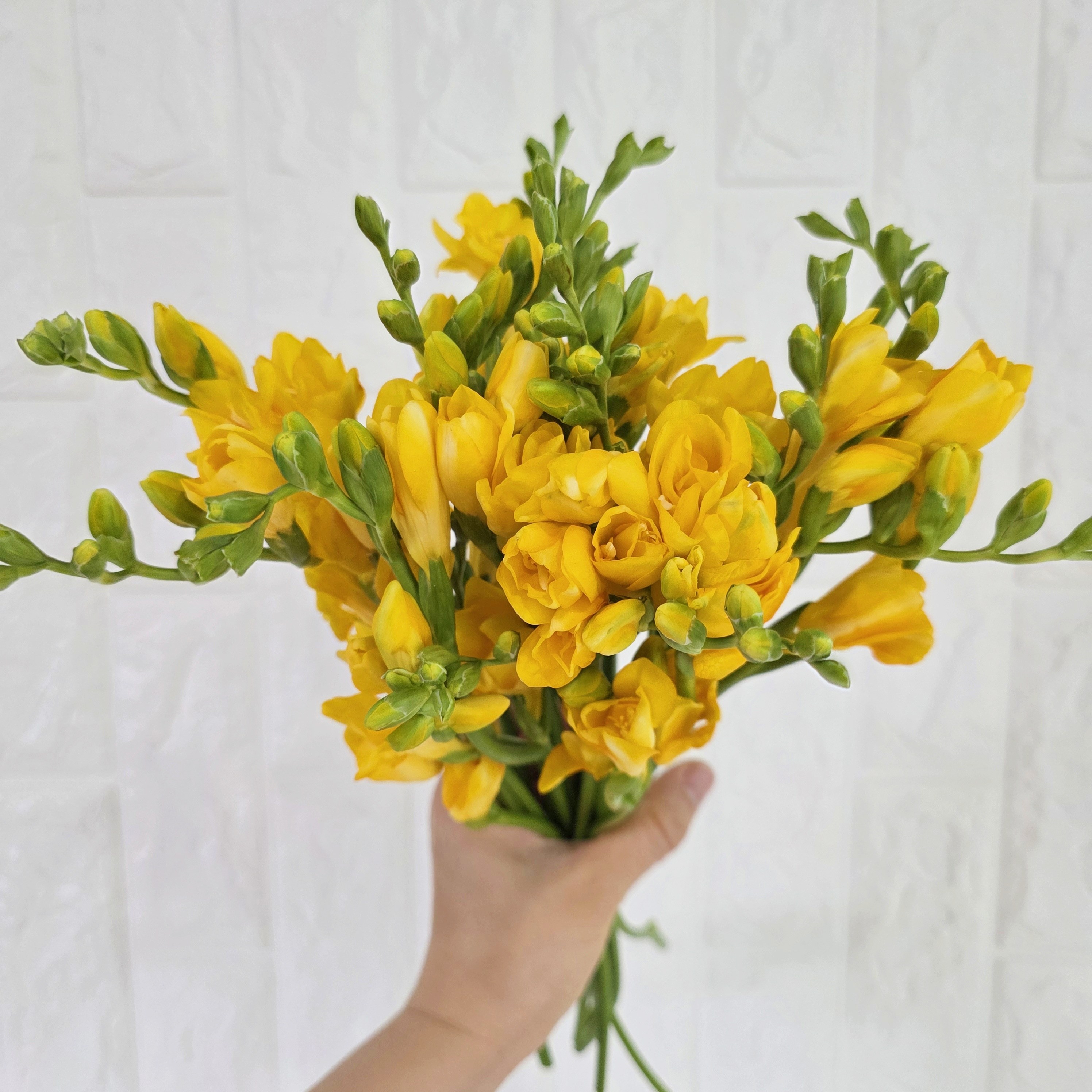 유어블룸몰 프리지아 꽃다발 생화 봄 기념일 축하 선물 12,490원