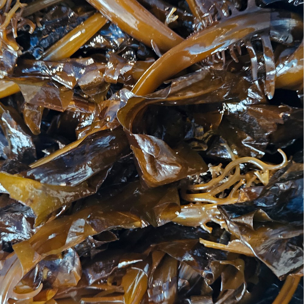 클릭마켓 기장 생 미역 물미역 완도, 1개, 2kg 11,800원