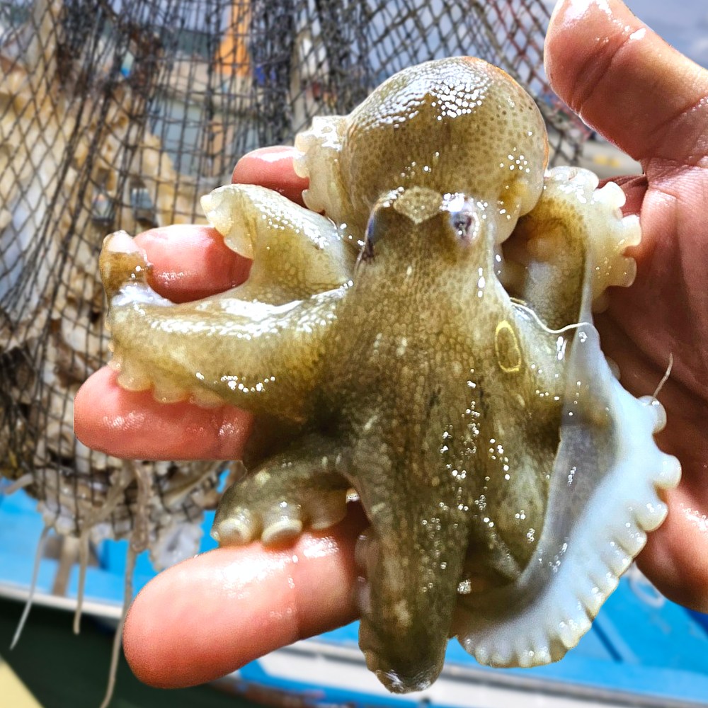 국내산 활쭈꾸미 알쭈꾸미 생물 쭈꾸미 산지직송 띵작상점, 1개, 2kg  (14-25미 내외) 78,640원
