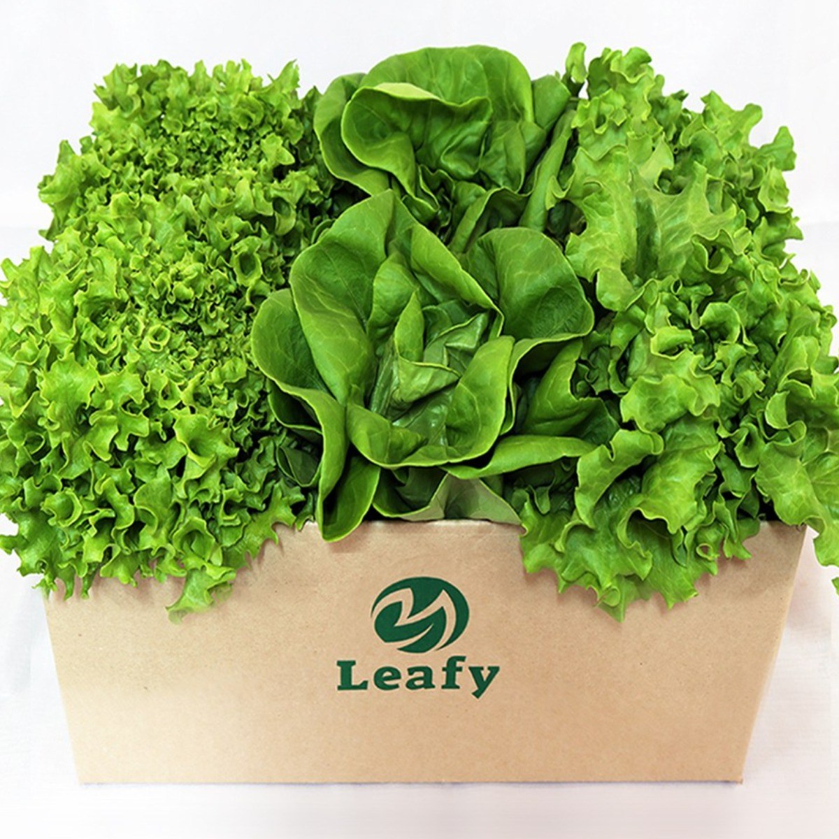 당일수확 산지직송 유럽 상추 3종~8종 무농약 프리미엄 샐러드용 채소 / 리피 6,900원