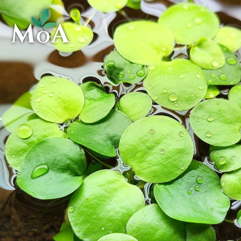 [모던아쿠아] 아마존 프로그비트 부상 수초 / 치어 수초 / 새우 수초 / 수질정화식물, 12개 10,460원