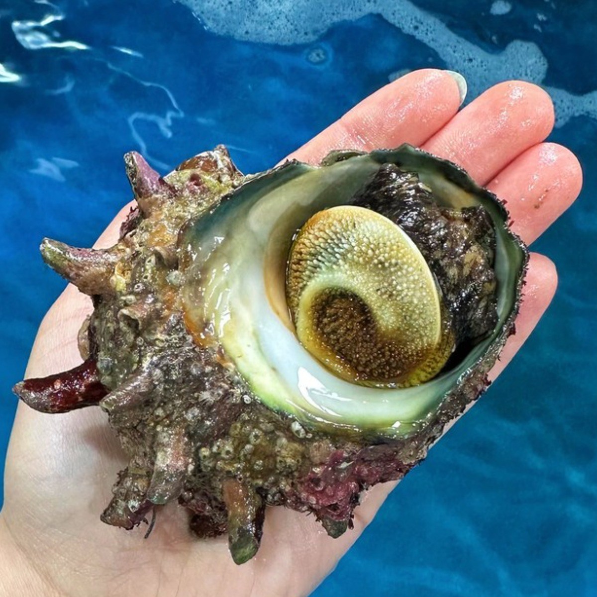 영롱한수산 여수 활 뿔소라 1kg 자연산 (산지직송), 1개, 뿔소라 1kg 19,500원