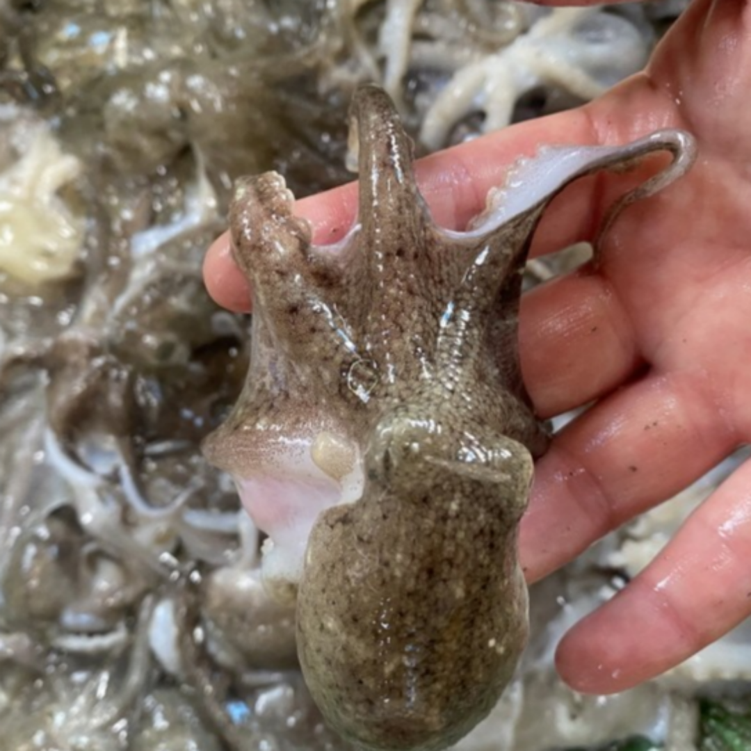 산지직송 국내산 활 쭈꾸미 국산 1kg 2kg 알배기 알쭈꾸미, 1kg, 1개 53,900원