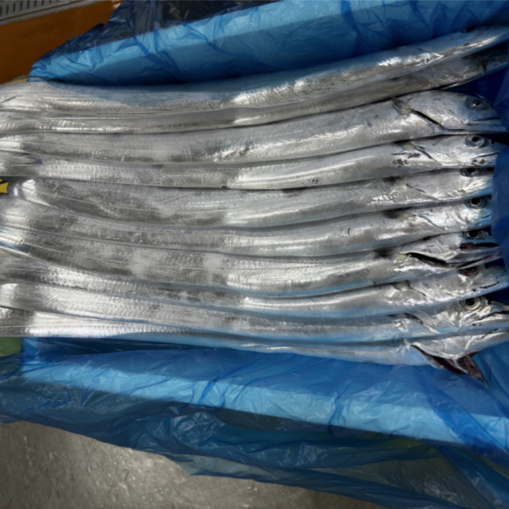 자연애수산 산지직송 당일경매 제주 생물 은갈치, 1박스, 20미[2.5지~3지내외] 49,900원