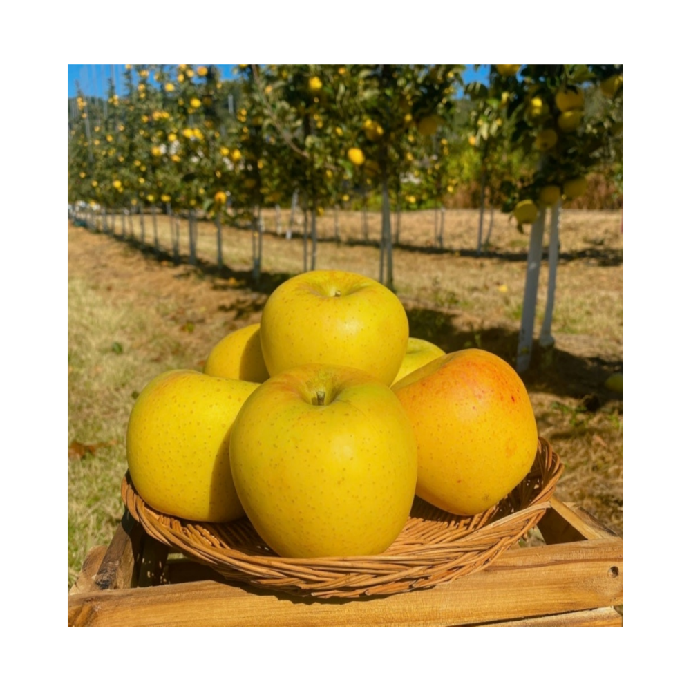 경상북도 얼음골 고당도 시나노골드 사과, 1개, 5kg 특대과 64,500원