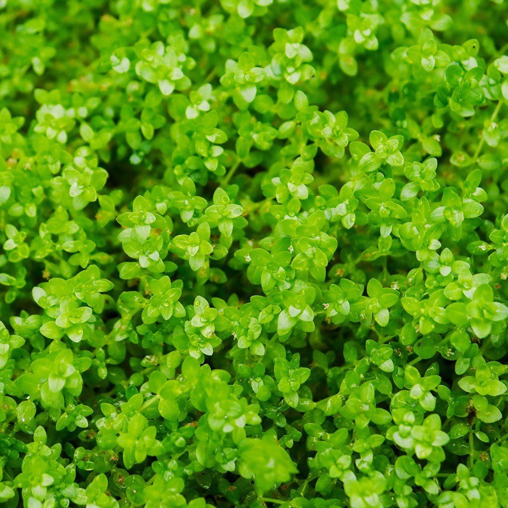 미미네아쿠아 초보수초 펄그라스 (약 500원 크기) 3,600원