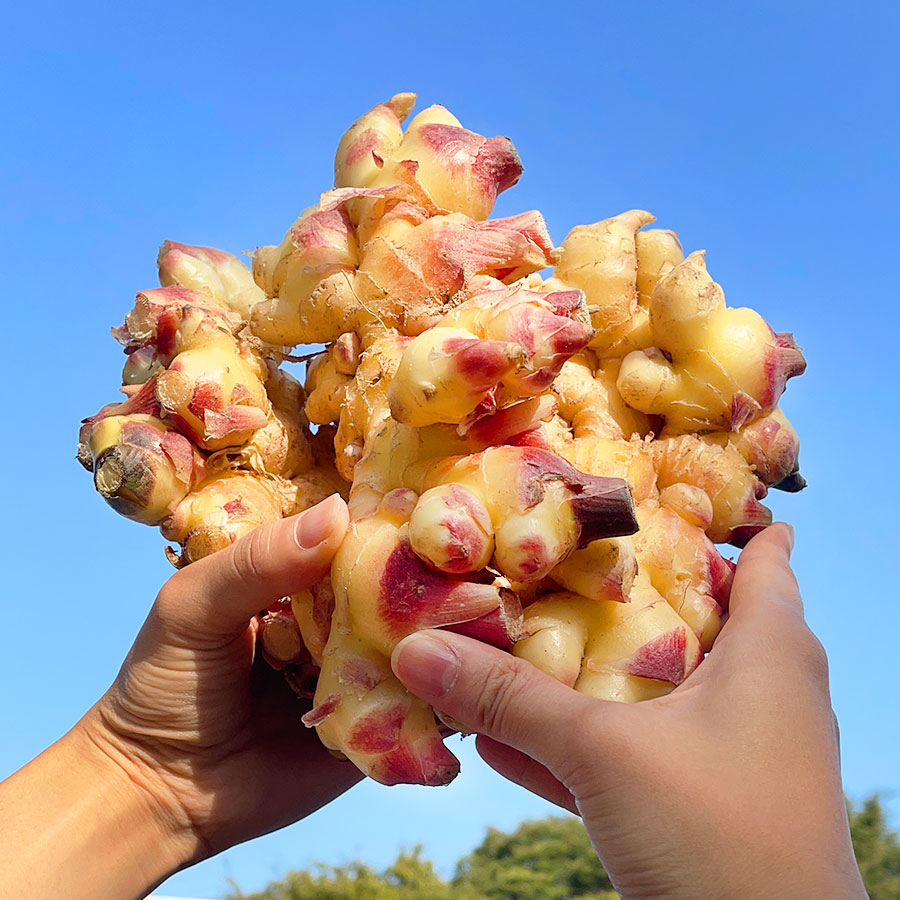 2025년 수확 국내산 햇생강 흙생강 최상품 8,900원