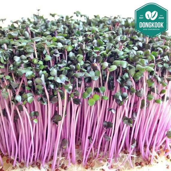 동국종묘 적양배추 씨앗 500g, 1kg 새싹채소 어린잎 종자 14,000원