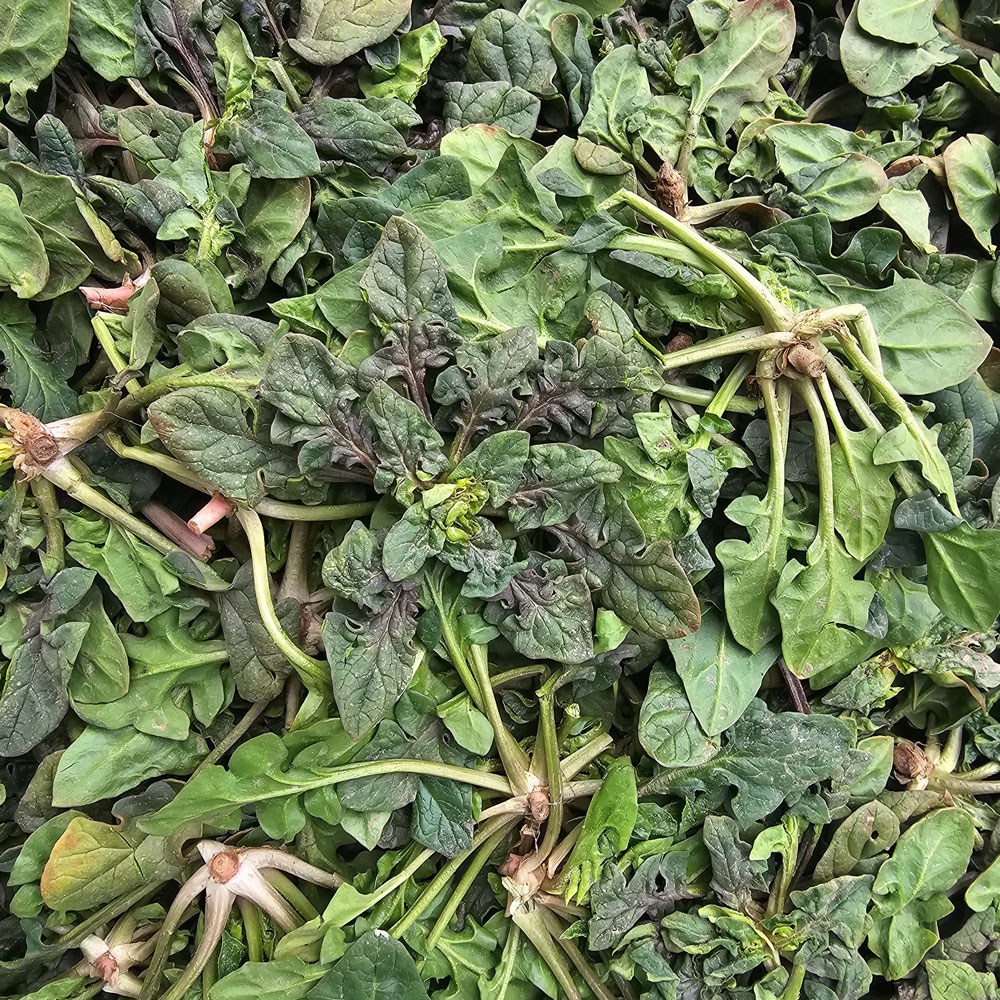 클릭마켓 해풍맞은 햇 노지 남해 시금치 섬초 보물초 남해초, 1박스, 3kg 14,500원