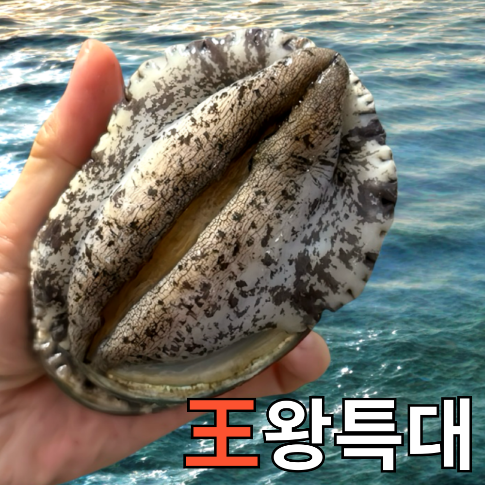 [파도스토리] 완도전복 2kg 왕특대 직거래 산지직송 산소포장 선물 세트, 1박스, 2kg(왕특대 16-18미 ) 71,700원