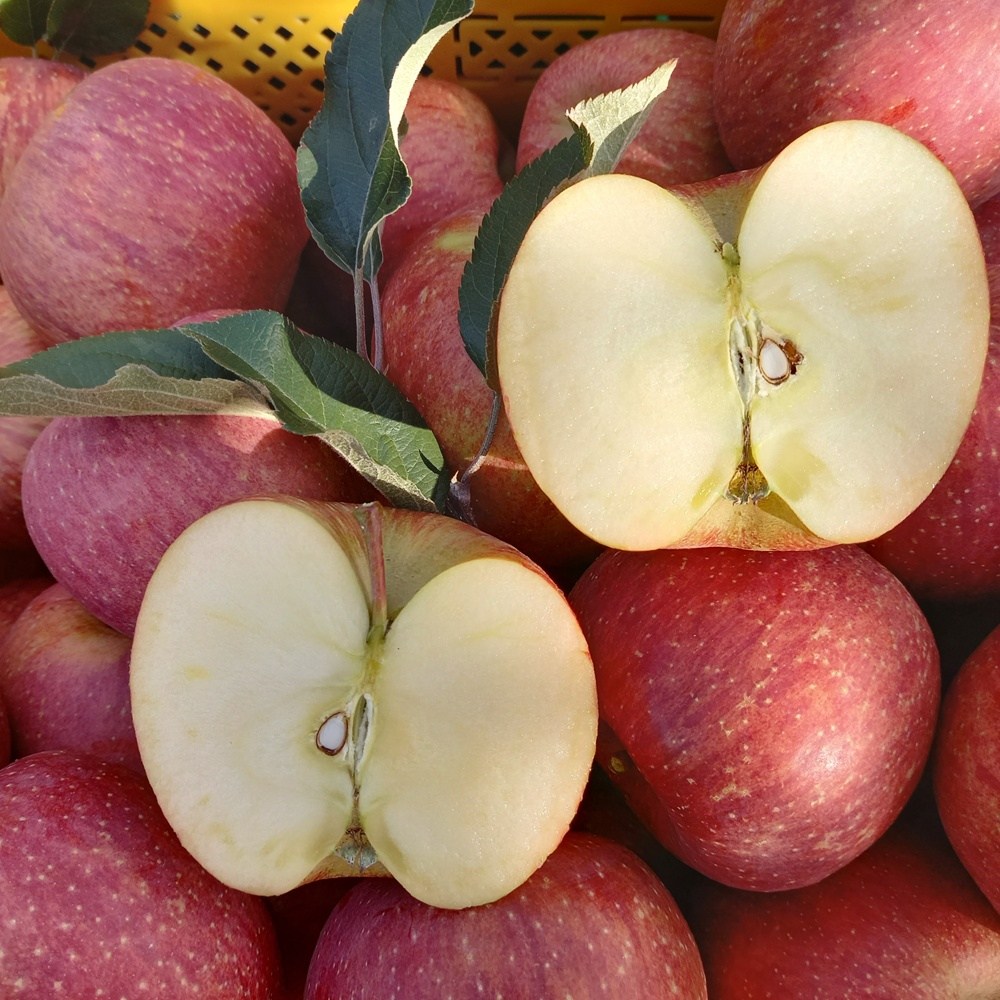 청송사과 당도보장 꿀사과 부사 후지 미얀마 사과 꼬소과 혼합 78,000원