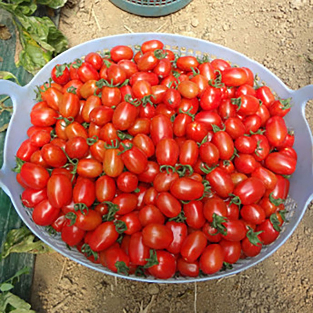 황금열매 맛있는 대추방울토마토 24,550원