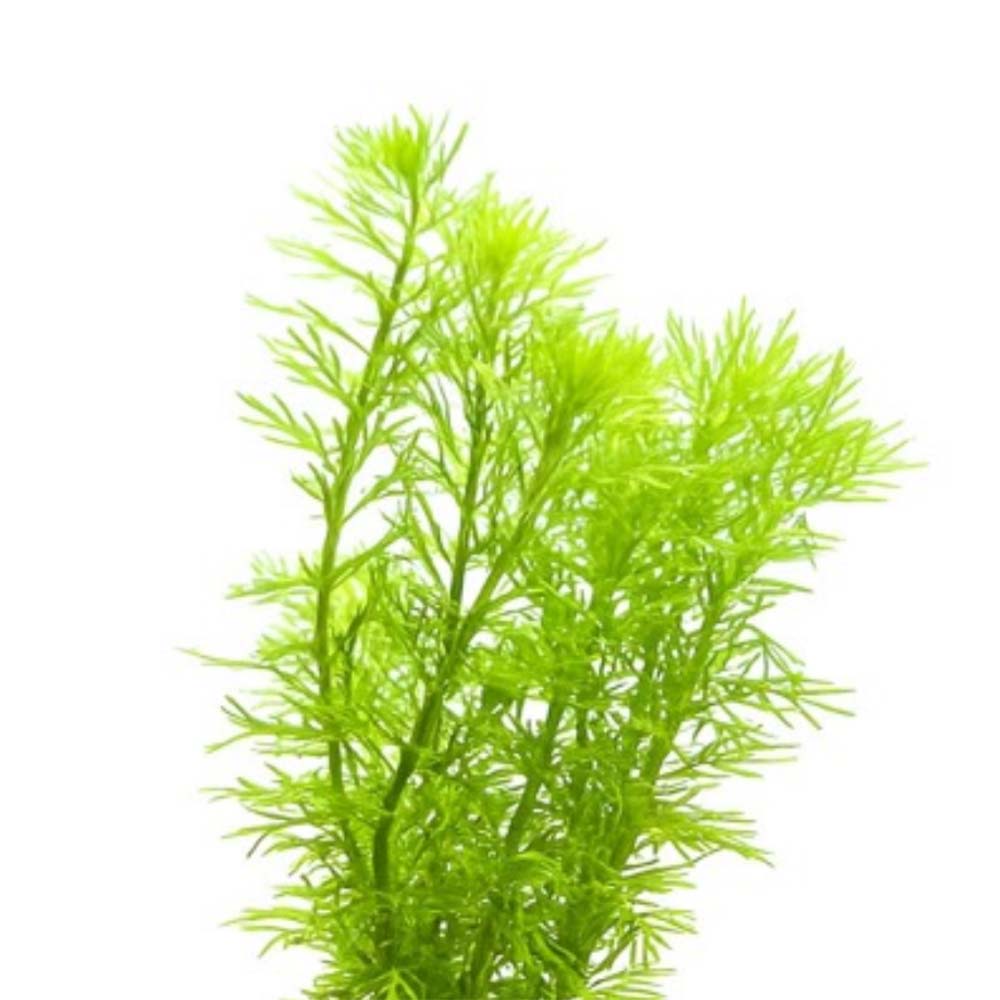 [수초대장] 밀리오필름sp 가이아나 드워프 (7촉) 중후경수초 6,000원