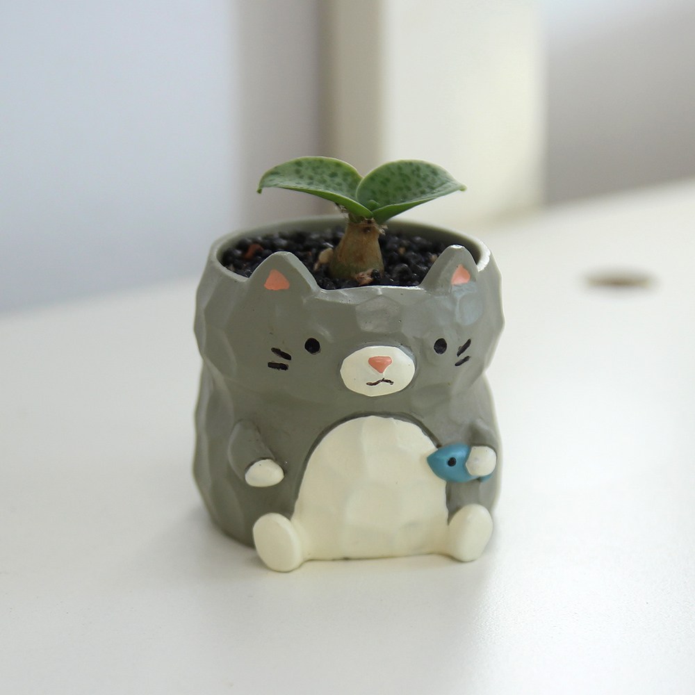 "아프리카 식물 드리미옵시스 키르키 희귀 반려 식물 고양이 화분 ", 1개, 옐로 23,500원