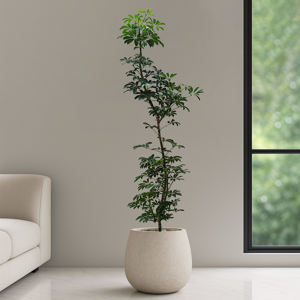 농원청년 스톤코쿤 거실화분 개업화분 승진 영전 축하화분 사무실 축하화환 선물 카페 병원 개원 로비 인테리어식물 집들이 개업선물 공기정화식물 뱅갈고무나무 올리브나무 여인초 금전수 139,000원