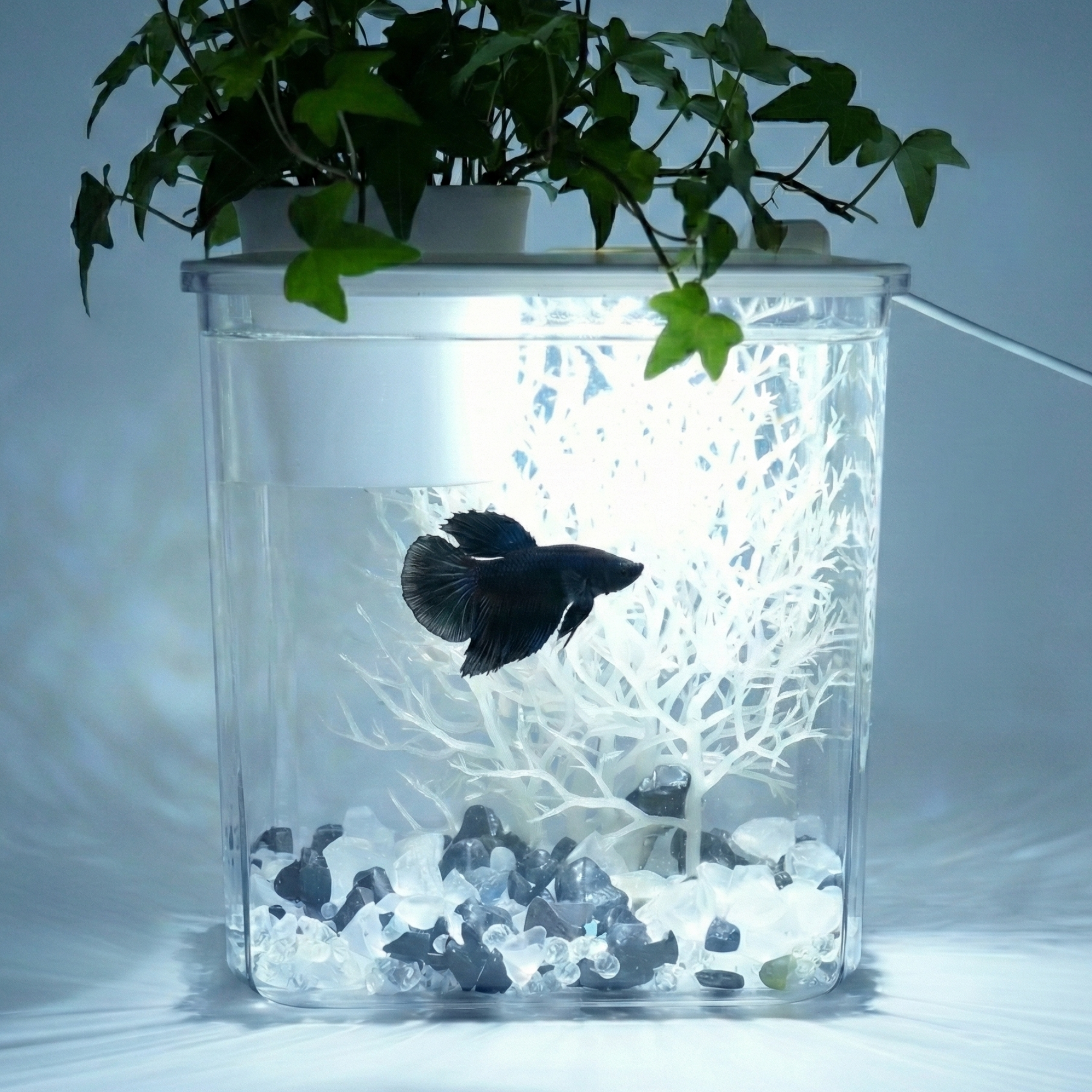 수경재배 화분 일체형 미니 어항 베타 구피 플라스틱 탁상용 수조, 1개, 화이트 13,990원