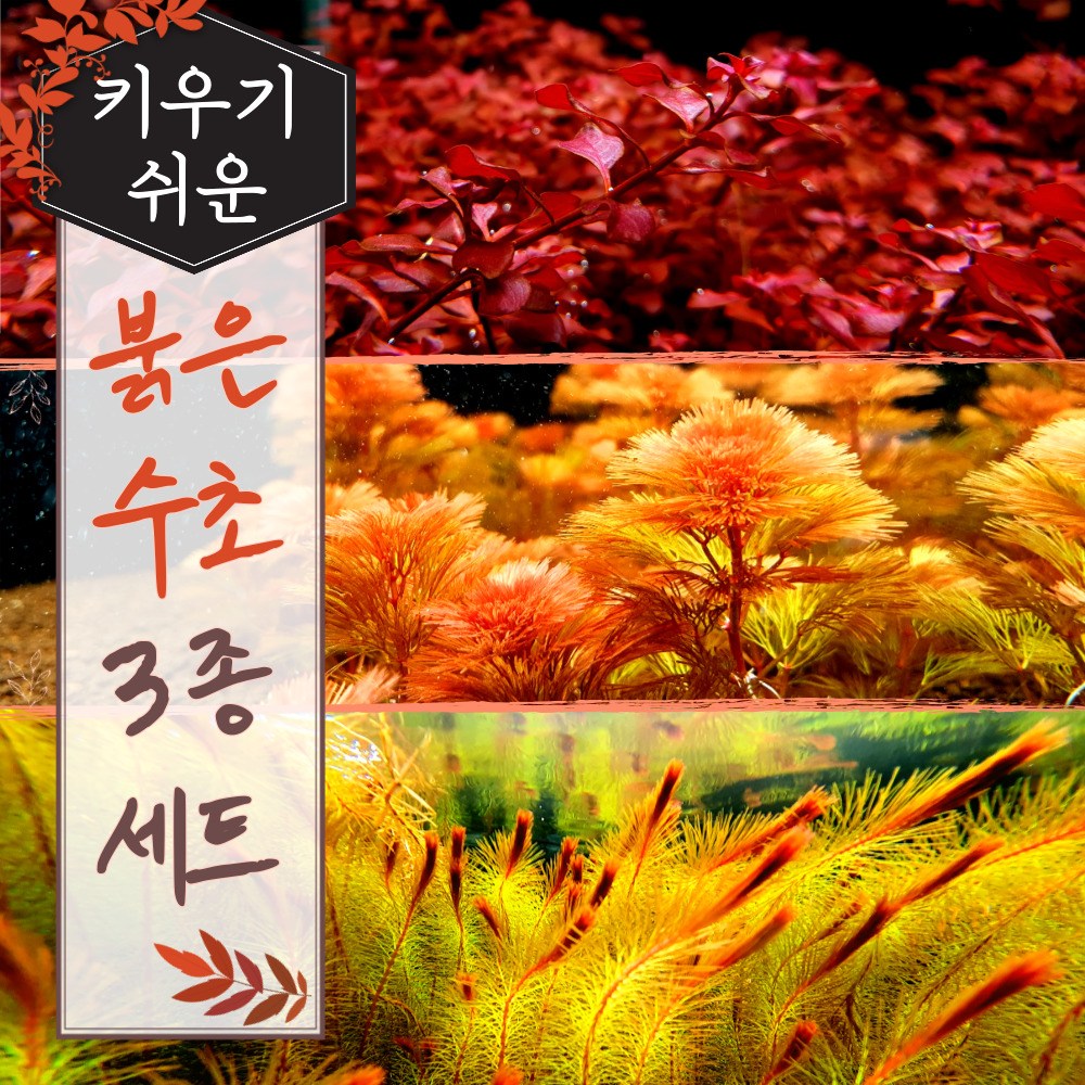 [미초] 달팽이 없는 키우기 쉬운 붉은 수초 3종 초보세트 (슈퍼레드/레드카붐바/베트남레드) / 초보자용 어항 수초 / 수초 세트 / 구피 수초 13,800원