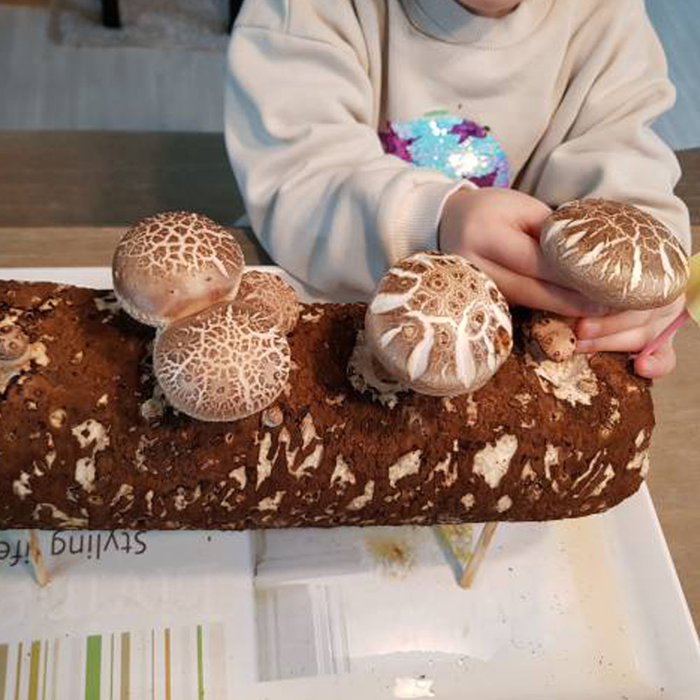 집에서 표고버섯 키우기 표고키트 버섯키우기 배지 베지, 1개 7,800원