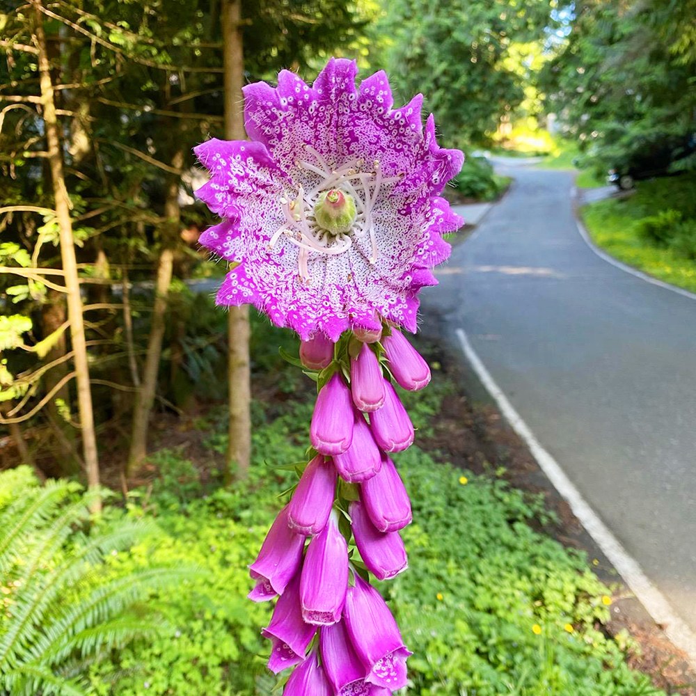 파종첫해부터 개화하는 노지월동 다년초 165종 선택 (2/6) 3,130원