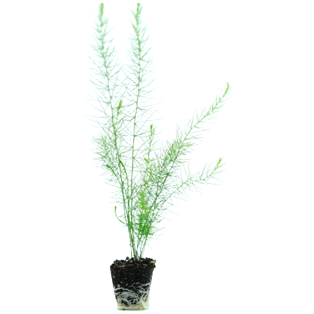 파머씨드 아스파라거스 모종 8개 묘목 종근 재배 텃밭 키우기 33,930원