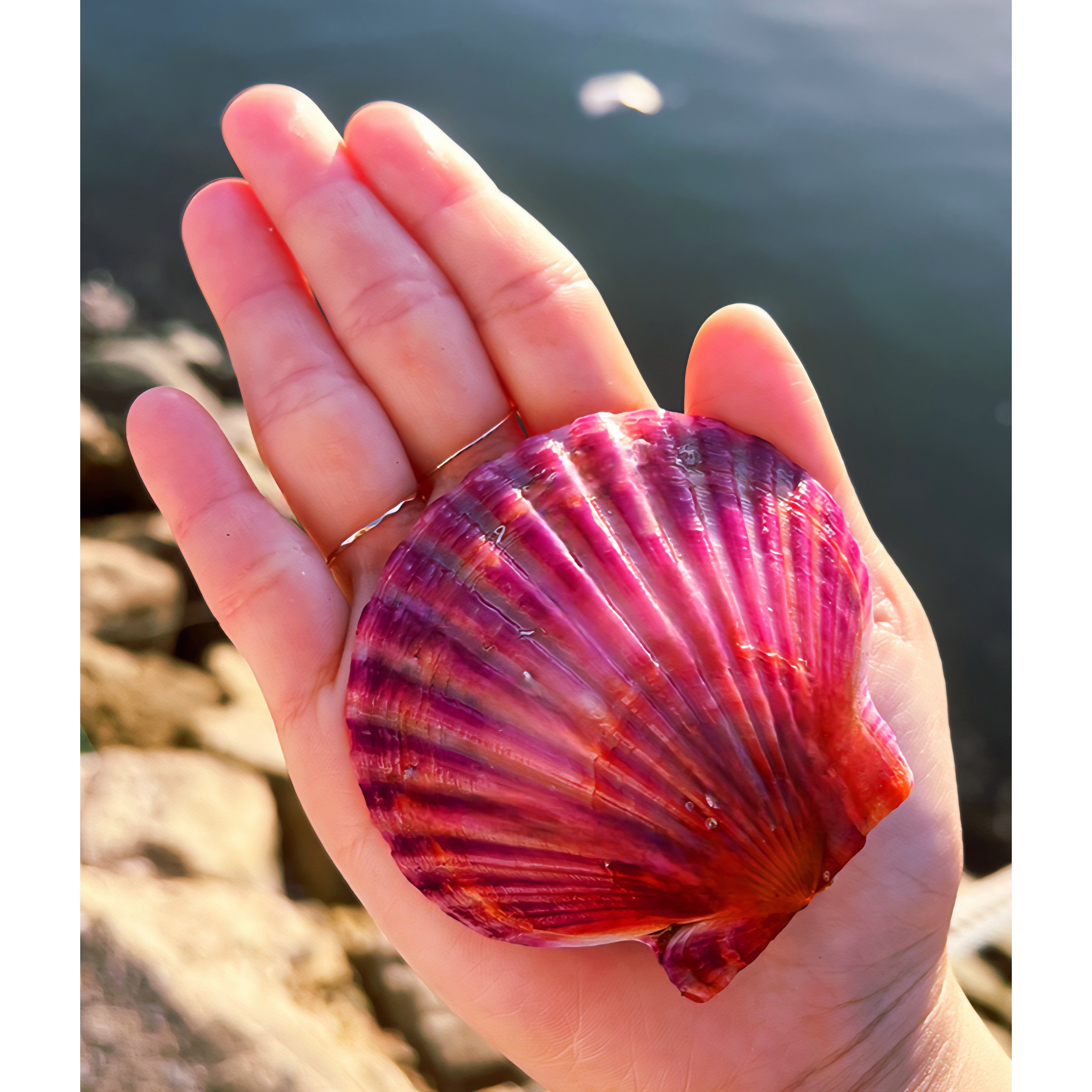 바다식탁 통영직송 제철 손세척 홍가리비 1k, 5kg, 1개 26,900원