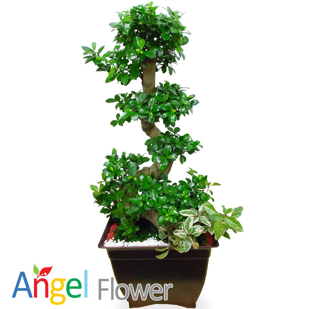 엔젤플라워 초특가 특대형화분 대박나무 행운목 전국당일꽃배달 98,990원