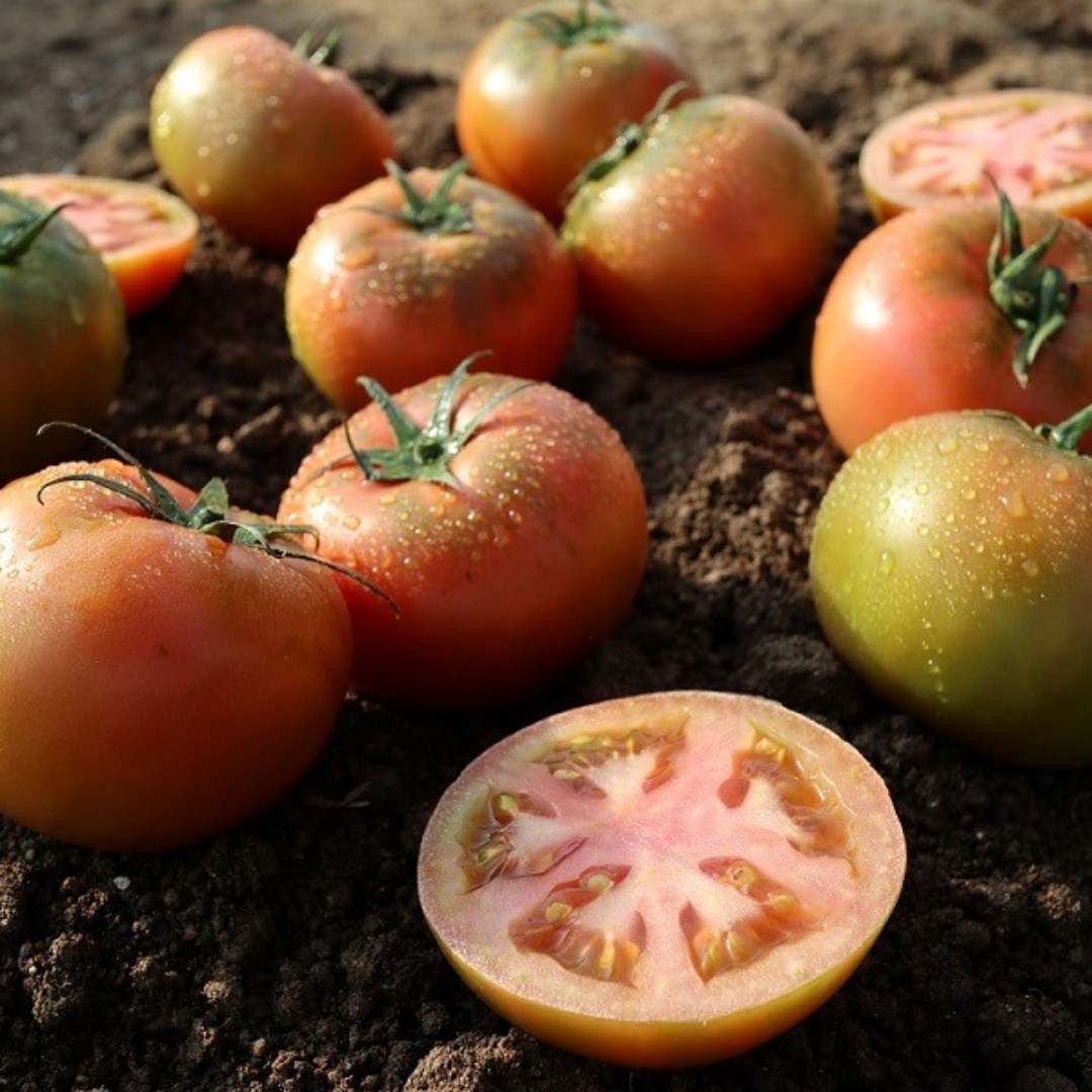 완숙 찰토마토 19,900원