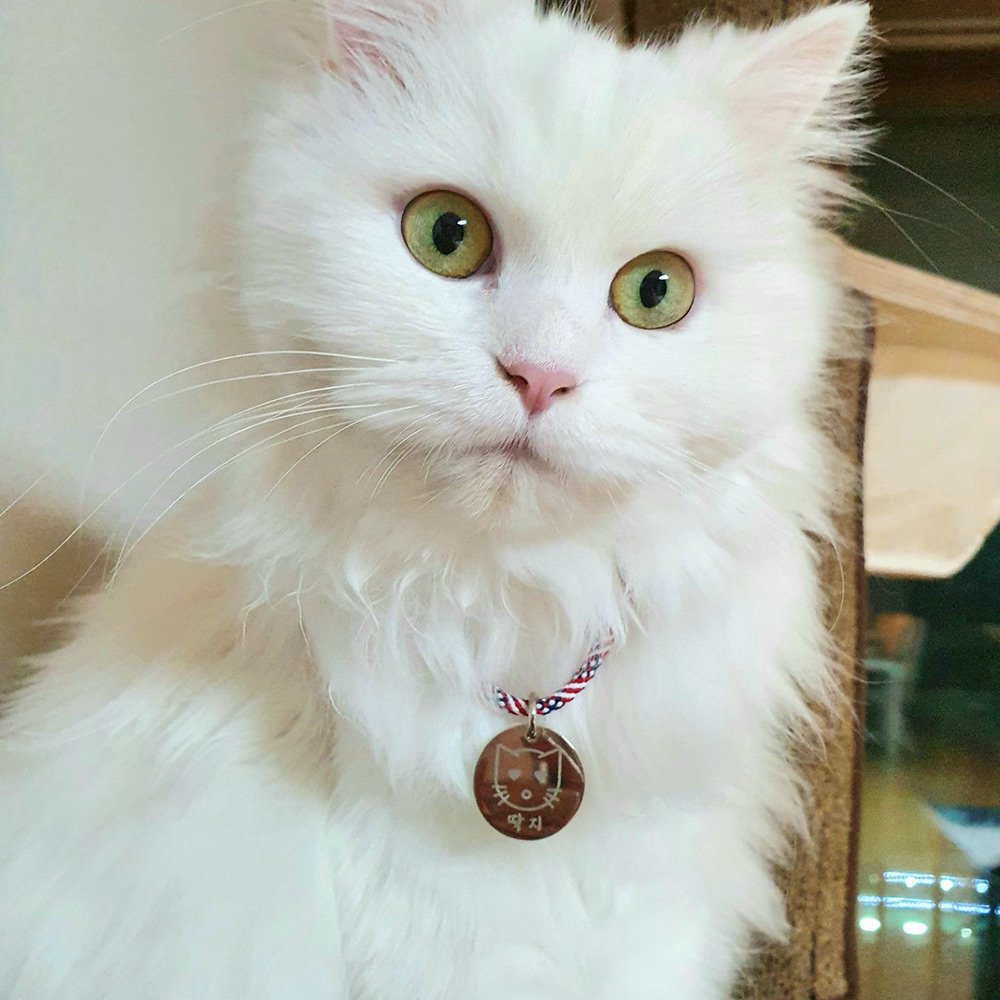 일러스트 써지컬 고양이 이름표 인식표  써지컬 목걸이 8,900원