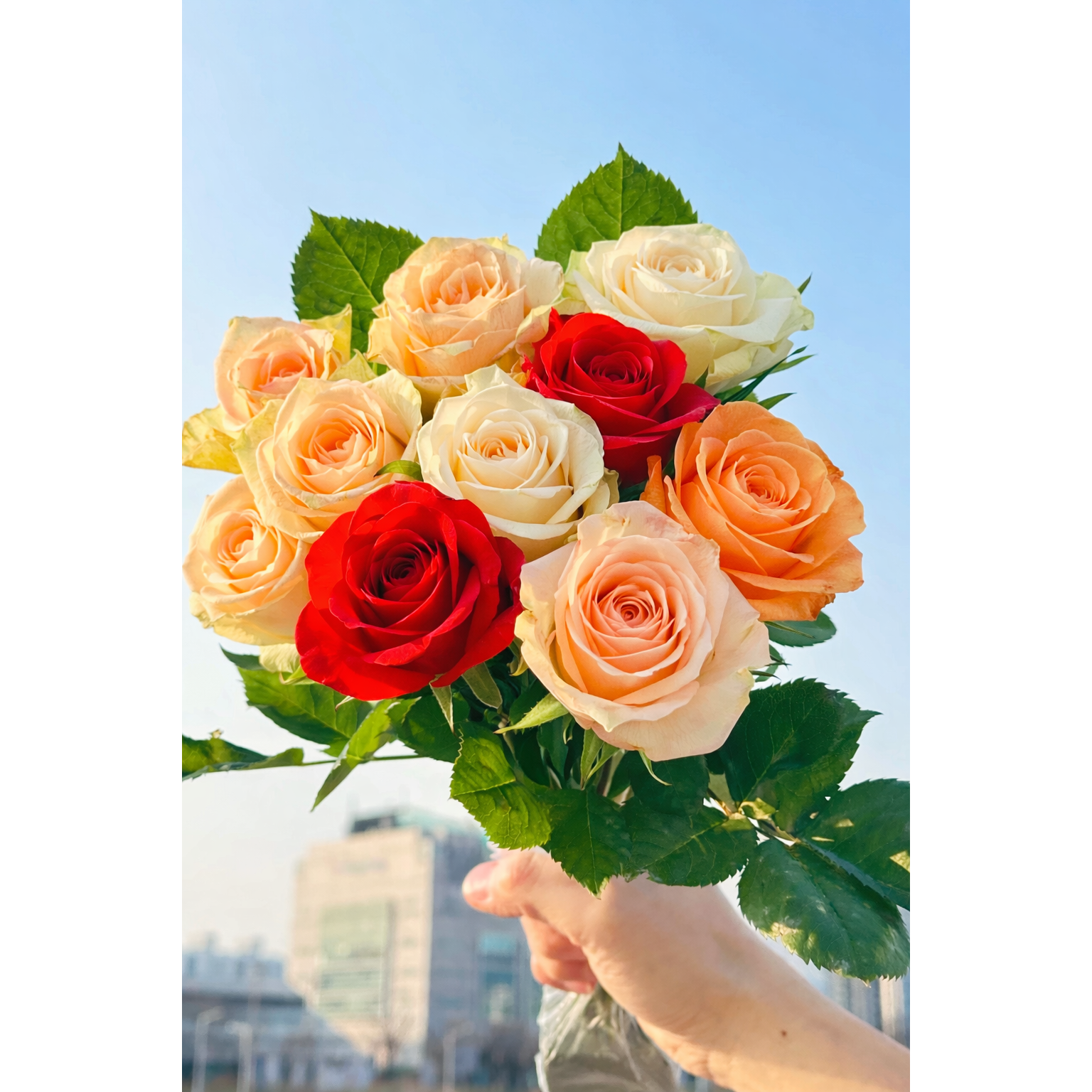 꽃한스푼 장미 생화 15,000원