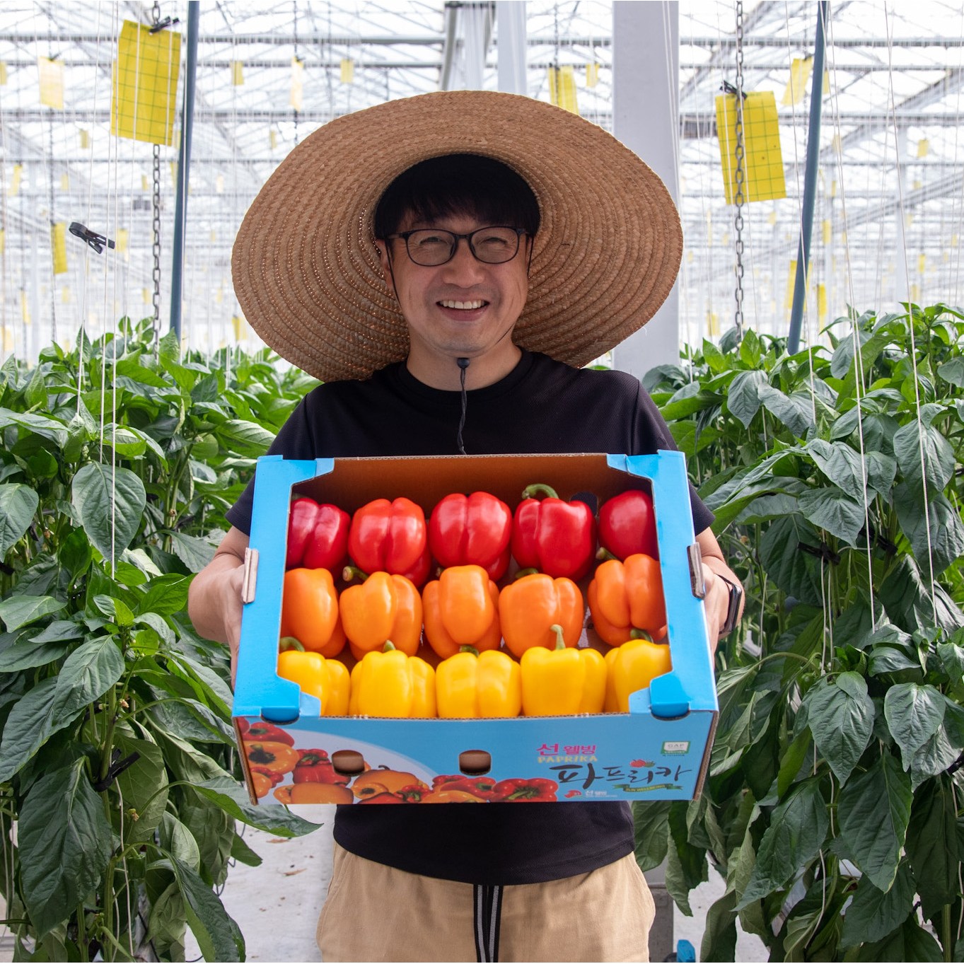 [선웰빙] 프리미엄 최상급 고당도 파프리카 산지직송 빨강 1.5kg 3kg 5kg, 1개, 3kg 30,900원