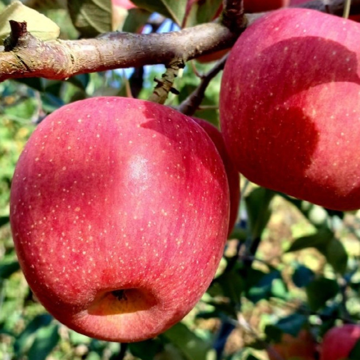 사과 부사 선물용 프리미엄 맛보장 고당도 애플 온가족 간식 과일 , 중대과, 2.5kg, 1개 13,500원