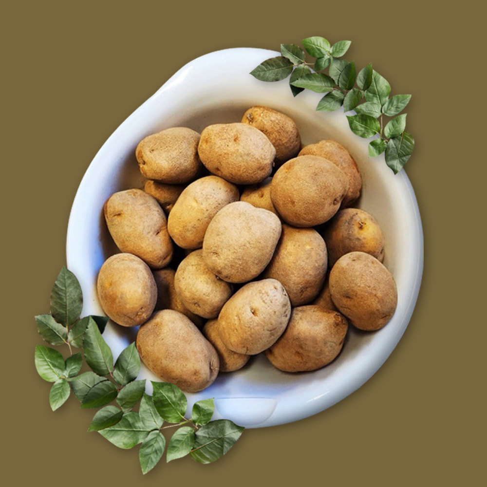 태민농자재 대관령 씨감자 20kg 두백 수미 감자모종 감자씨앗 강원도 52,890원