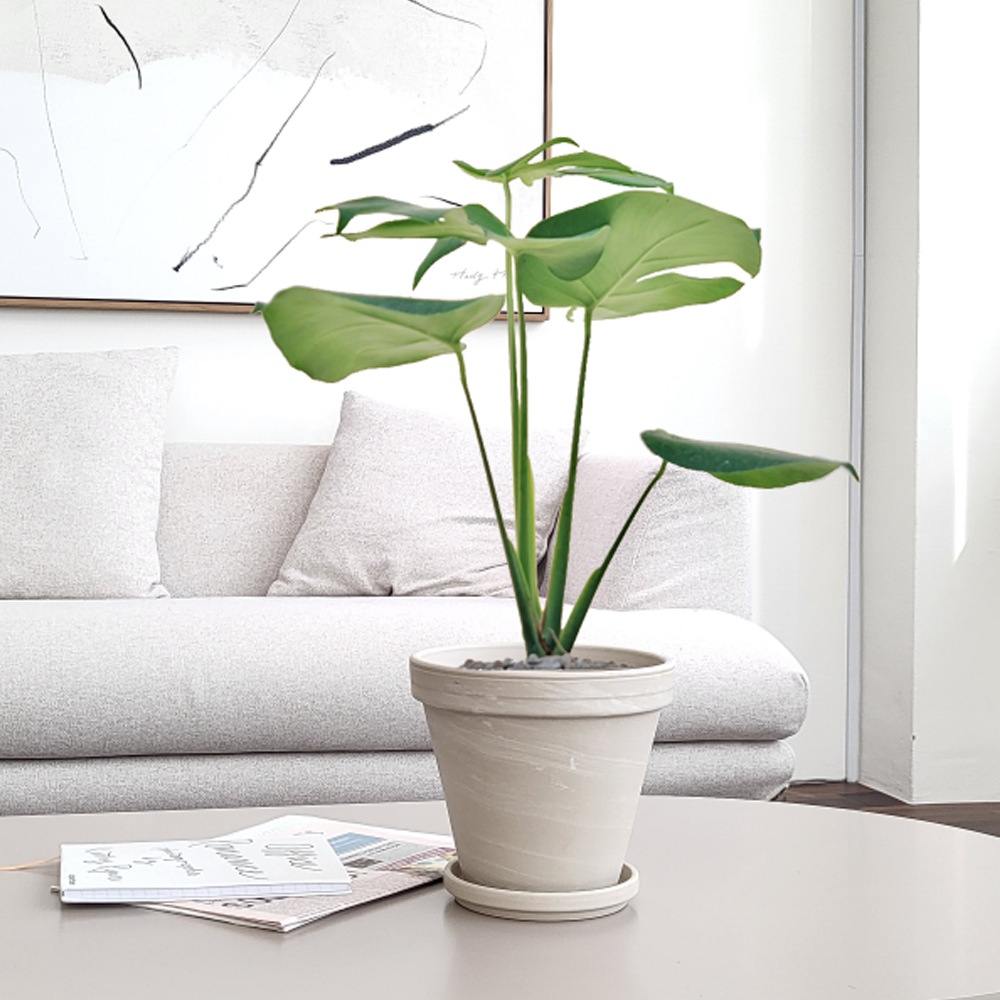 농원청년 크림토분 취임 영전 이직 승진 축하화분 실내 공기정화식물 사무실 카페 매장 공간 인테리어식물 거실화분 집들이 개업식 축하화환 여인초 금전수 뱅갈고무나무 아레카야자 행운목 56,000원