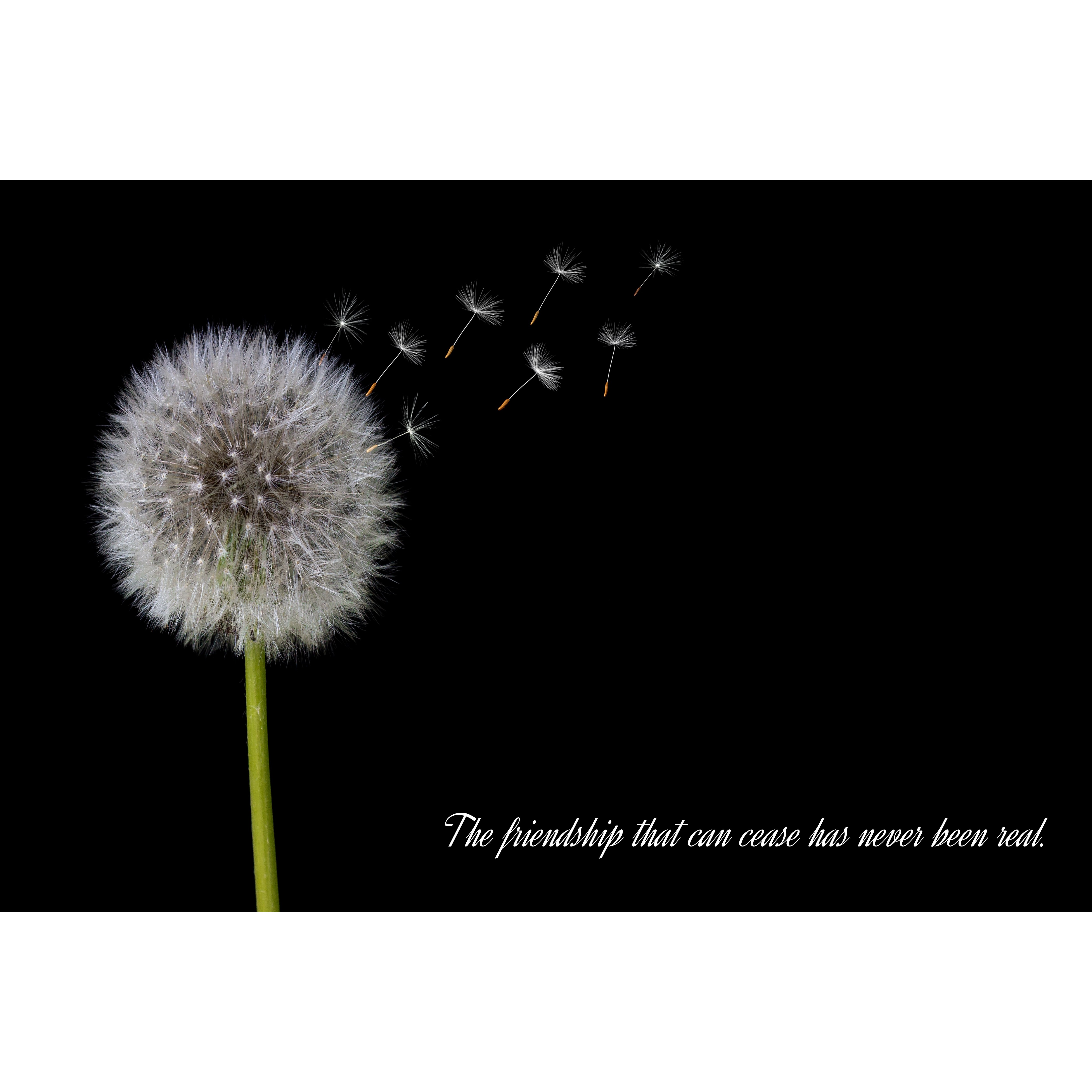 코나 주방아트보드 신혼부부 집들이 개업 선물 이벤트 민들레씨 29,000원