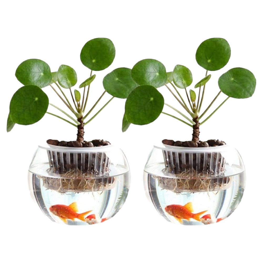 코스넬 어항스타일 수경재배 유리 화분, 2개 15,900원