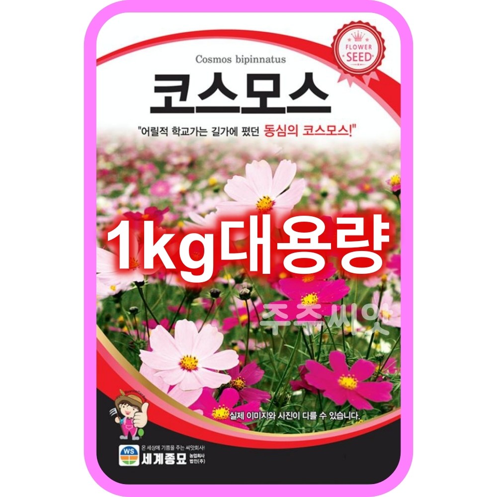 코스모스 씨앗 대용량 1kg 꽃씨 몰 종자 홈가드닝 cosmos seeds 꽃씨앗, 1개 33,000원
