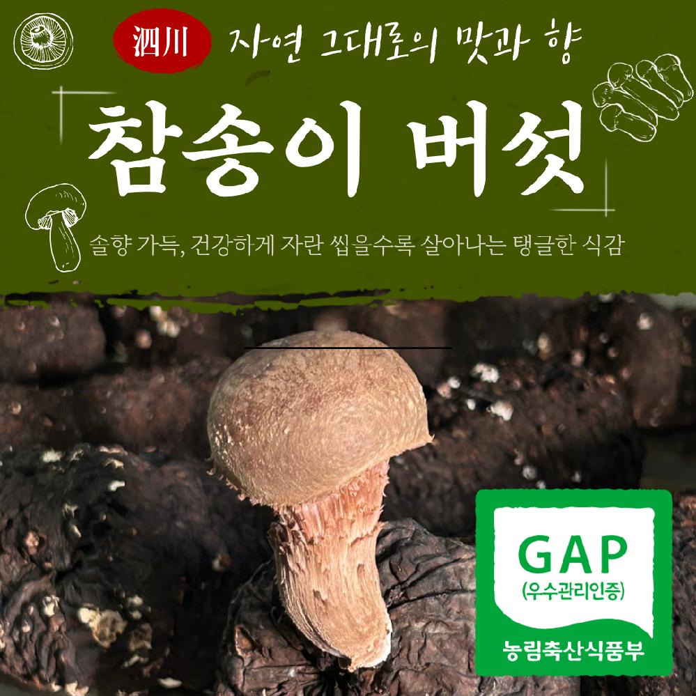 (농가직배송)미네랄 품은 생참송이버섯 알뜰형(가정용) 1KG (50개한정), 1박스, 약 1KG 63,730원