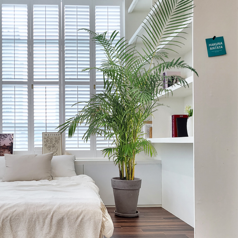 농원청년 바솔트토분 인테리어식물 거실화분 실내화초 개업식화분 개업화분 공기정화식물 승진화분 영전화분 사무실 카페 매장 공간 인테리어화분 스투키 쉐프렐라 홍콩야자 극락조 239,000원