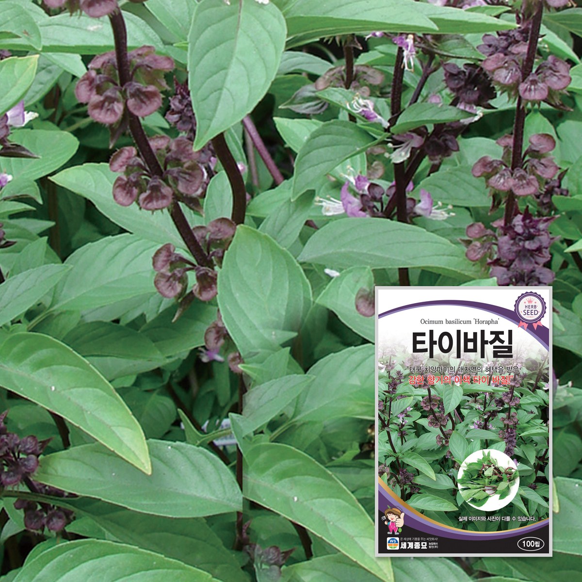 타이바질 100립 / 허브 씨앗 종자 꽃밭만들기 화단만들기, 1개 3,000원