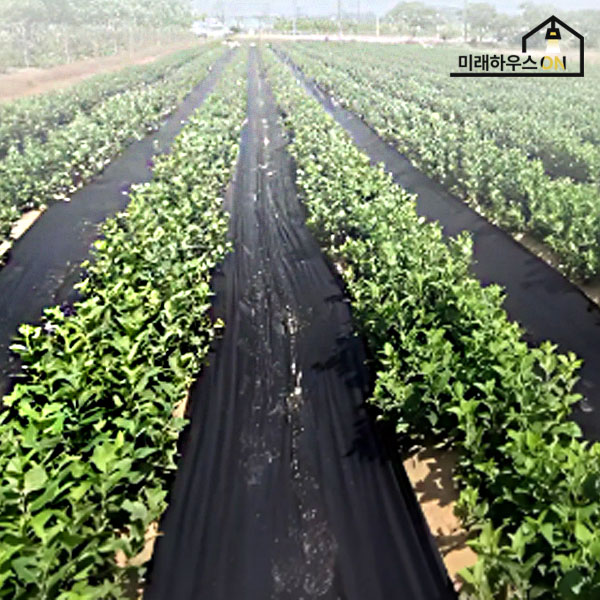 농업용부직포 60cm x 200m 국내생산 천재질, 1개 49,000원