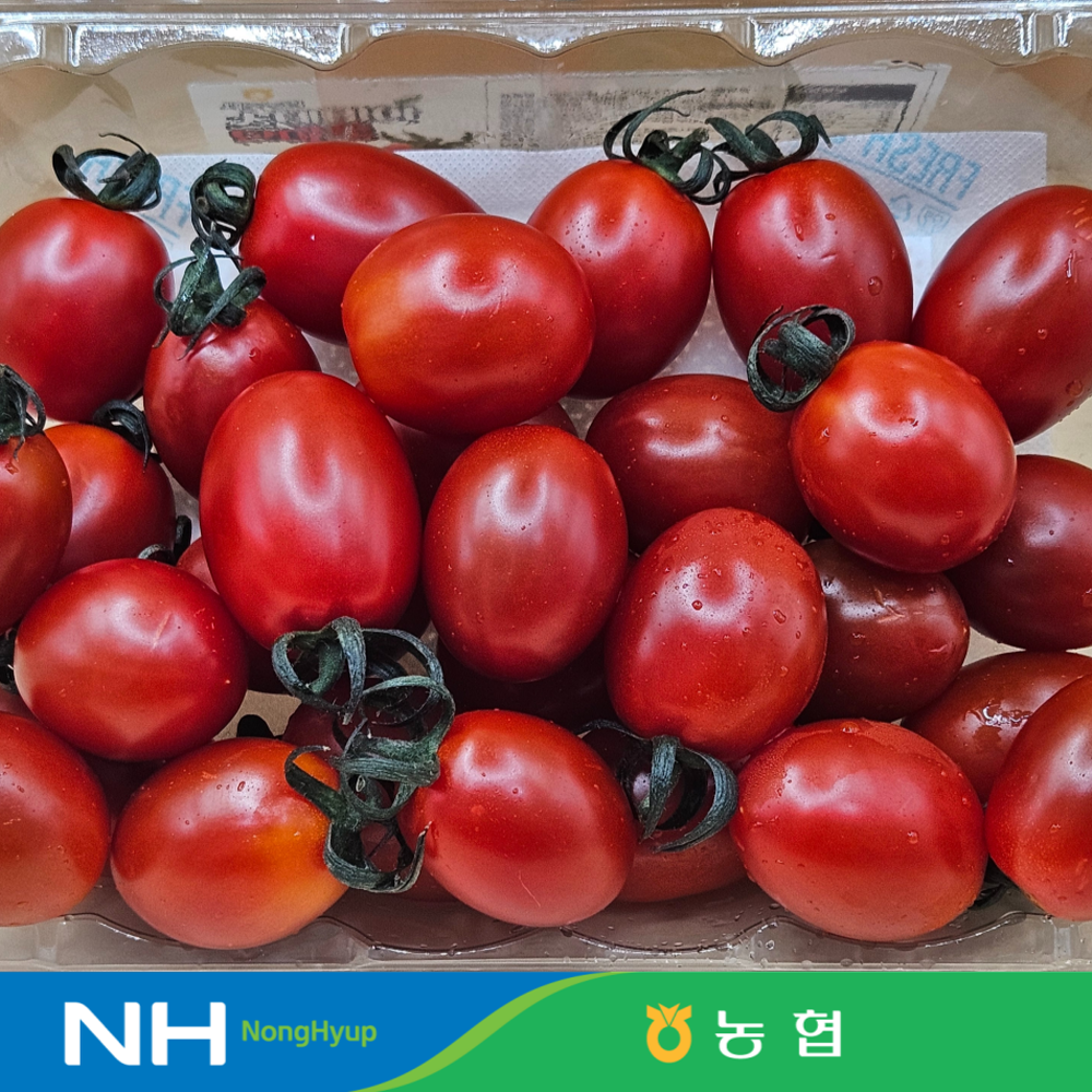 농협 스테비아 대추방울토마토 당일수확 당일가공~, 1박스, 2kg 18,900원
